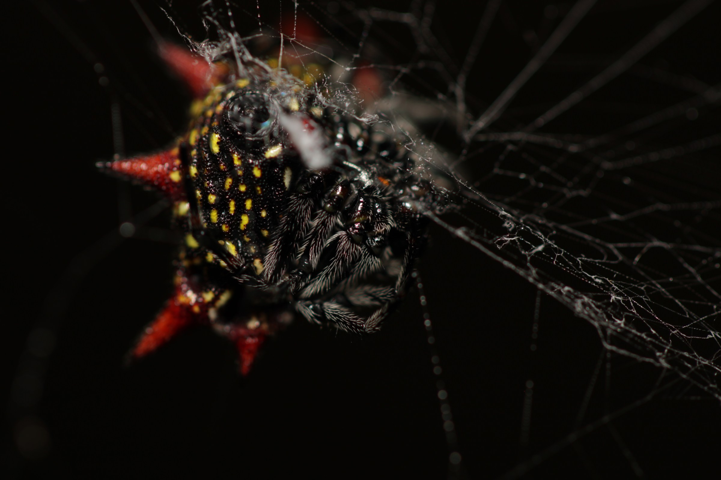 Eight-Legged Intruders: Mastering Spider Control in Florida