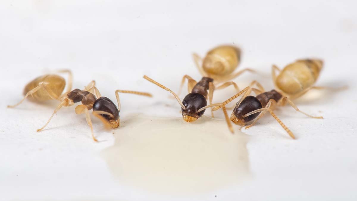 How to get rid of ghost ants?