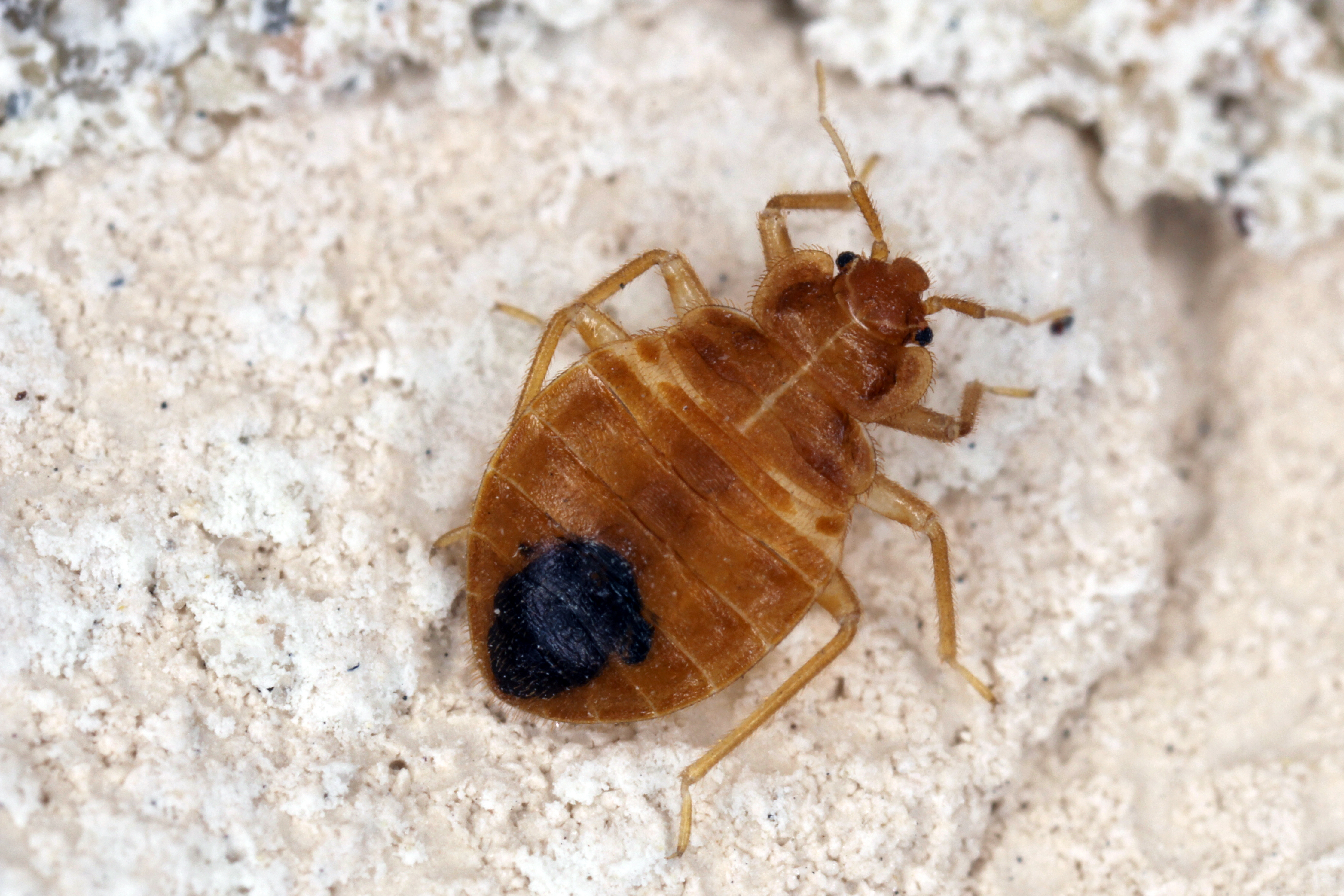 How to Identify and Eliminate Bed Bugs Effectively